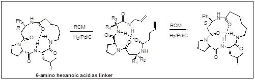 Cyclic Peptides