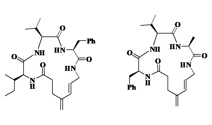 Cyclic Peptides